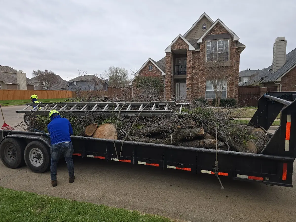 Expert Tree Removal with proper safety equipment in Lincoln